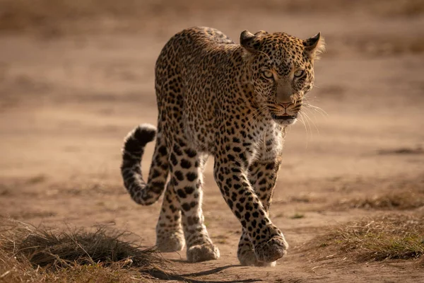 Leopard walks on track with paw raised