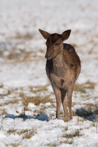 雪草の中に立っている赤シカ子鹿 — ストック写真