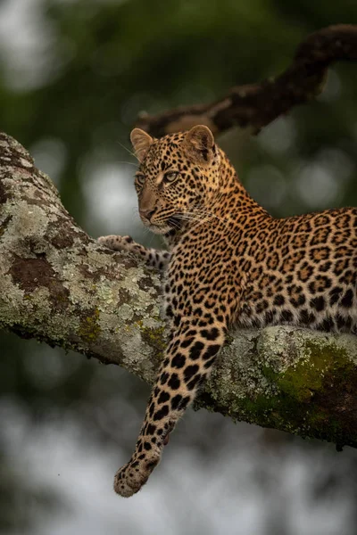 Leopard lies on branch dangling leg down
