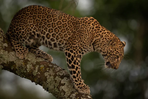 Leopard Patrzy Stojąc Gałęzi — Zdjęcie stockowe