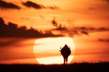 Ufukta Güneş karşı kontrast mavi wildebeest
