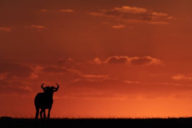 Gün batımında ufukta mavi wildebeest ayakta