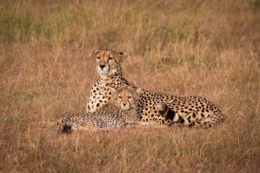 Çita ve yavrusu savannah bakan yalan