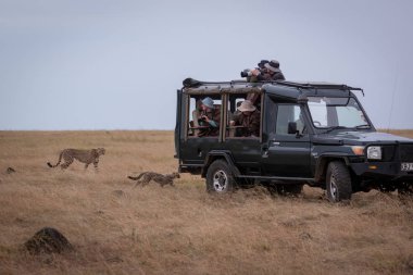 Çita ve yavrusu fotoğrafçılar kamyonda geçmek
