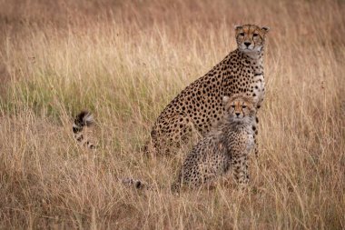 Çita ve yavrusu oturup birbirlerine yansıtma