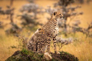 Çita yavrusu çimenli höyük üzerinde oturup