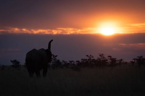 Sylwetki Zachód Podnoszenie Tułowia Słonia Afrykańskiego — Zdjęcie stockowe