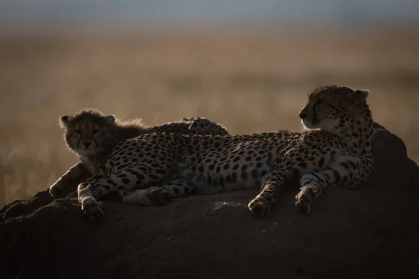 Cheetah Retroiluminado Filhote Deitado Monte — Fotografia de Stock