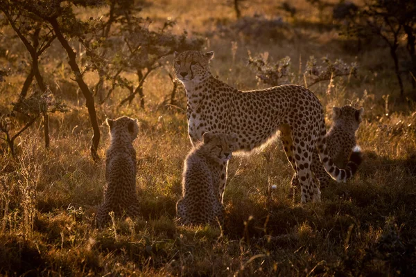 Bakgrundsbelyst Cheetah Vaktade Tre Ungar Vid Solnedgången — Stockfoto