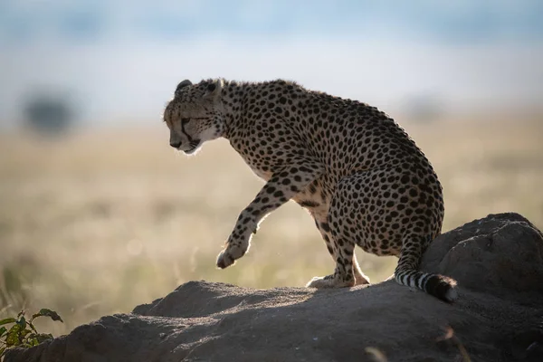 Podświetlany Cheetah Wyciągów Łapa Kopca Termitów — Zdjęcie stockowe