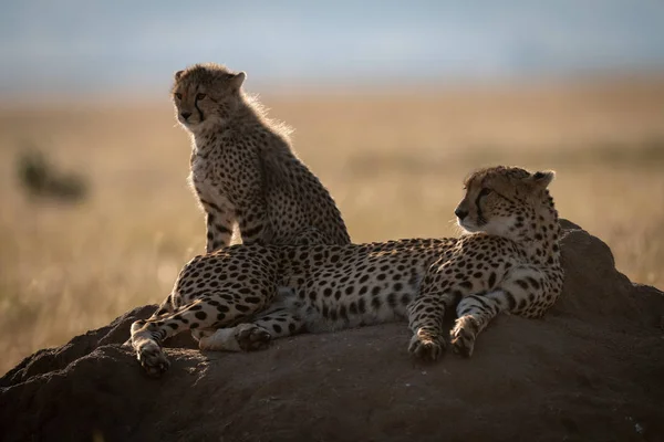 Podsvícené Gepard Termitišti Mládětem — Stock fotografie