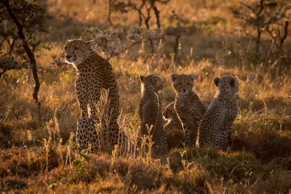 Cheetah Retroiluminado Sentado Com Família Pôr Sol — Fotografia de Stock