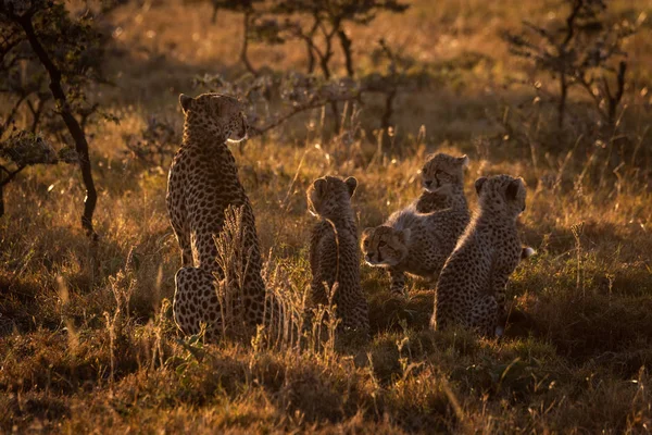 背光猎豹与幼崽坐在黄昏 — 图库照片