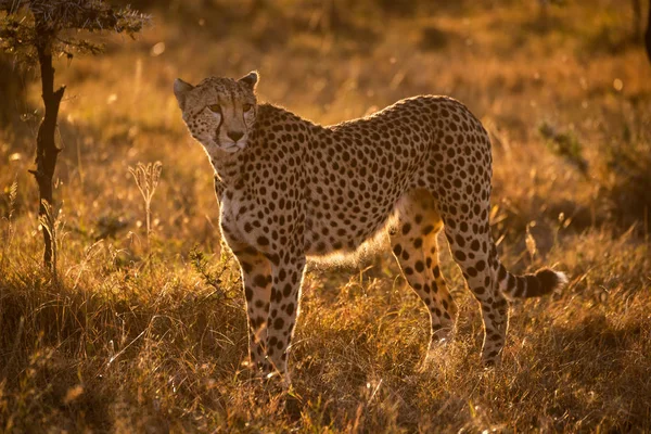 Backlit Cheetah Staat Savannah Bij Zonsondergang — Stockfoto