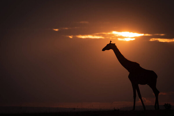Backlit masai giraffe on horizon at sunset