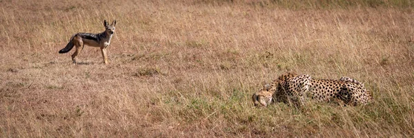 Chacal Dos Noir Regarde Guépard Manger Tuer — Photo