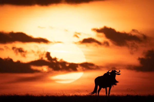 Blue Wildebeest Silhouetted Κατά Πορτοκαλί Ήλιο Που Δύει — Φωτογραφία Αρχείου