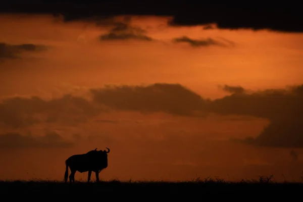 Blue Wildebeest Silhouetted Κατά Ηλιοβασίλεμα Στον Ορίζοντα — Φωτογραφία Αρχείου