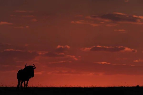 Wildebeest Azul Pie Atardecer Silueta —  Fotos de Stock