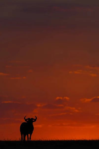 Blue Wildebeest Standing Silhouette Sunset — Stock Photo, Image