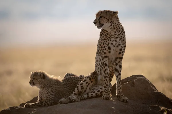 Gepard Und Jungtier Auf Termitenhügel Hinterleuchtet — Stockfoto