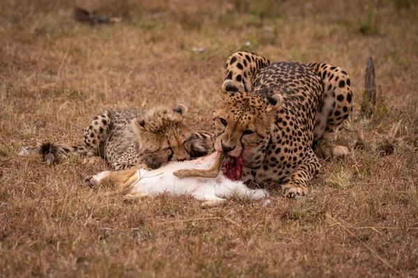 Cheetah Filhote Comendo Esfoliação Lebre Juntos — Fotografia de Stock