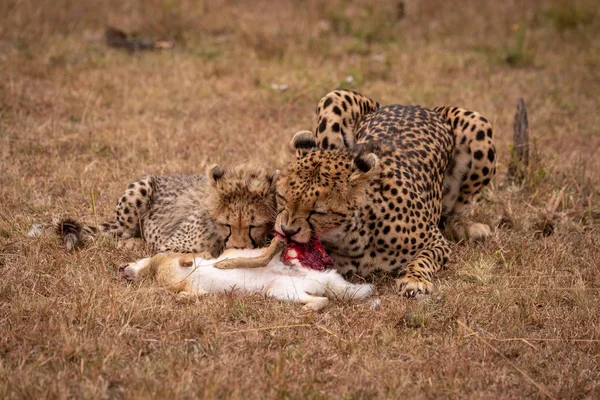 Cheetah Filhote Alimentando Lebre Esfrega — Fotografia de Stock