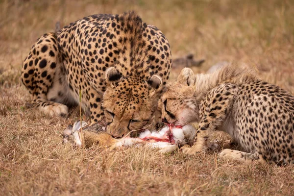 Cheetah Filhote Alimentam Lebre Esfoliação — Fotografia de Stock