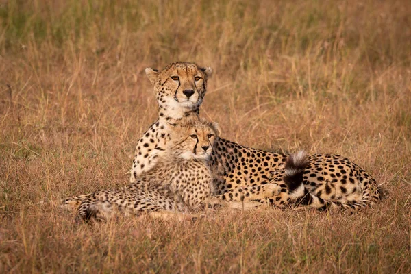 Cheetah Cub Liggen Staren Grasland — Stockfoto