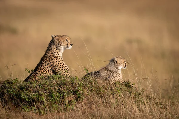 Cheetah Cub Liggen Met Gras Begroeide Heuvel — Stockfoto