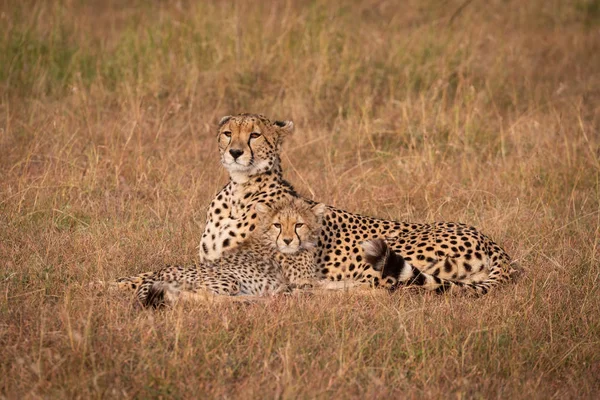 Cheetah Filhote Deitam Olhar Para Savannah — Fotografia de Stock