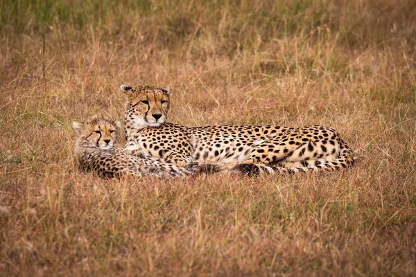 Guépard Ourson Couchent Ensemble Regardant Droit — Photo