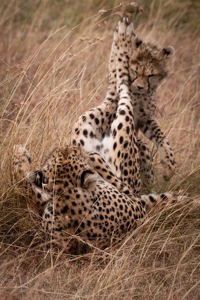 Cheetah Filhote Jogar Luta Grama — Fotografia de Stock