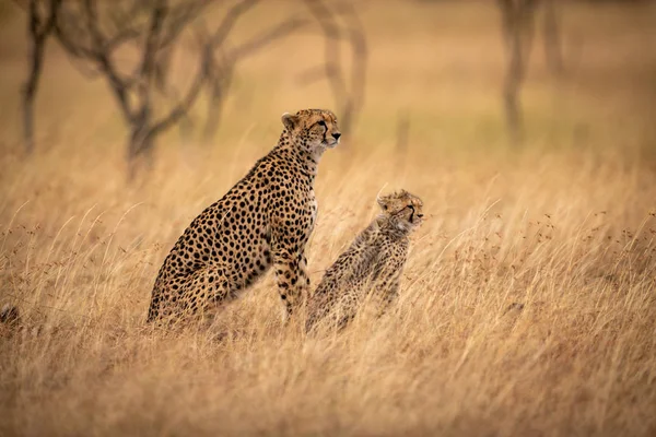 Τσίτα Και Cub Κάθονται Ψηλό Χόρτο — Φωτογραφία Αρχείου