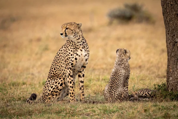 Gepard Und Jungtier Sitzen Sich Auf Unterschiedliche Weise Gegenüber — Stockfoto