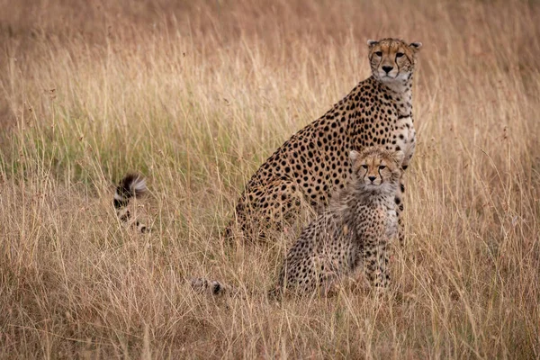 Cheetah Cachorro Sientan Reflejándose Uno Otro — Foto de Stock