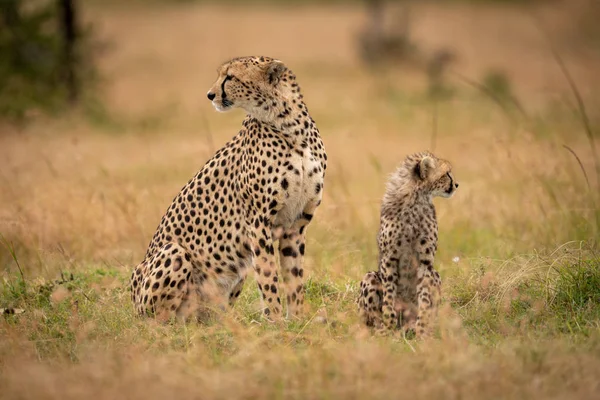 Cheetah Cachorro Sientan Juntos Savannah —  Fotos de Stock
