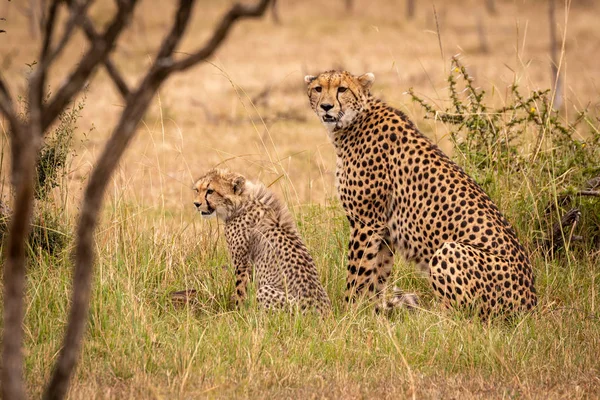 Τσίτα Και Cub Κάθεται Ψηλό Χόρτο — Φωτογραφία Αρχείου