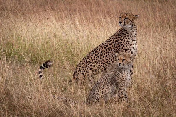 Cheetah and cub sitting in same position