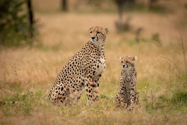 Cheetah Cub Sit Together Savannah — Stock Photo, Image