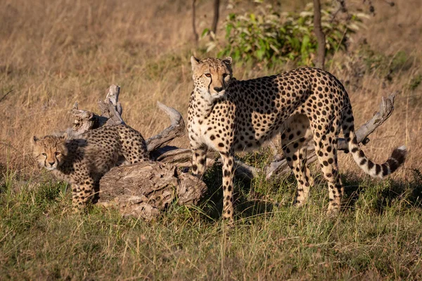 Cheetah Filhote Ficam Lado Tronco Morto — Fotografia de Stock