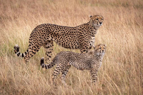 Gepard Und Jungtier Spiegeln Sich — Stockfoto