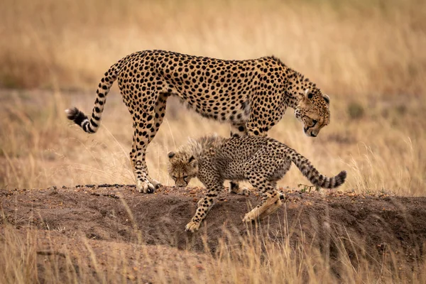 Cheetah Filhote Monte Terra — Fotografia de Stock