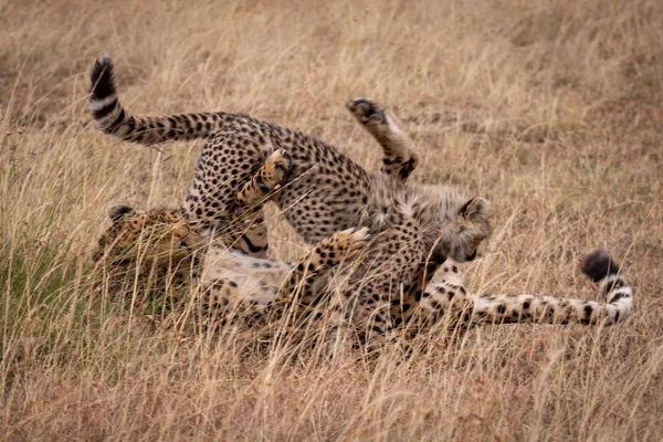 Cheetah Cub Wrestling Long Grass — Stock Photo, Image