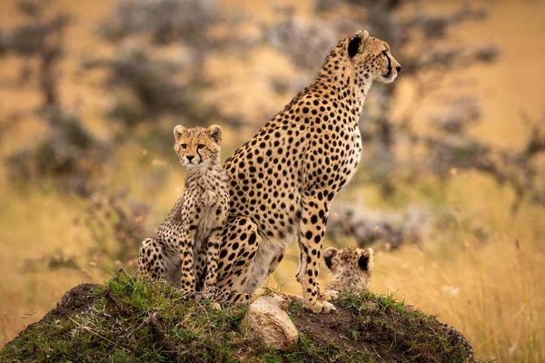 Cheetah Cubs Zitten Met Gras Begroeide Heuvel — Stockfoto