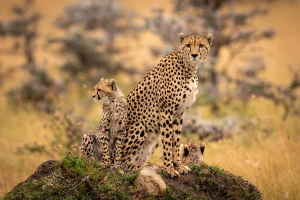 Cheetah Welpen Zitten Samen Heuvel — Stockfoto