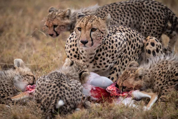 Cheetah Quatro Filhotes Comendo Carcaça Gazela — Fotografia de Stock