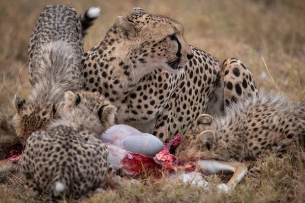 Cheetah Cuatro Cachorros Alimentan Gacela —  Fotos de Stock
