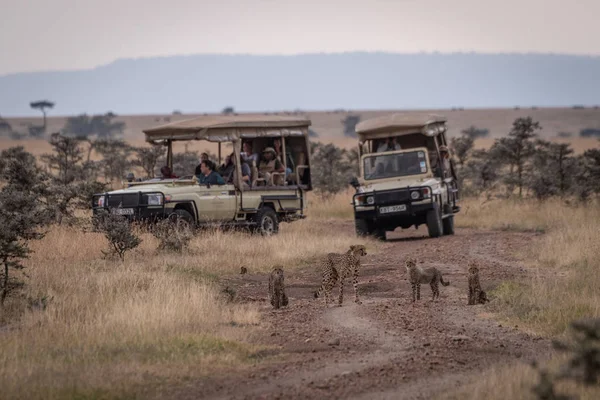 Cheetah Tres Cachorros Lado Los Camiones Safari — Foto de Stock