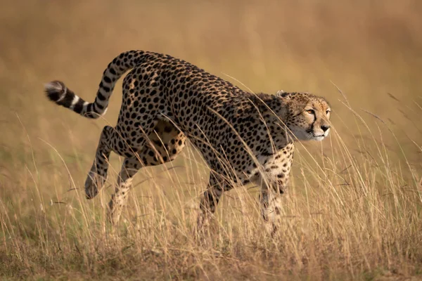 Cheetah Limitando Através Grama Longa Savana — Fotografia de Stock